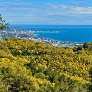 Patikointiretki mimosametsissä & La Napoulen linnan rakkaustarina ke 17.2.2027